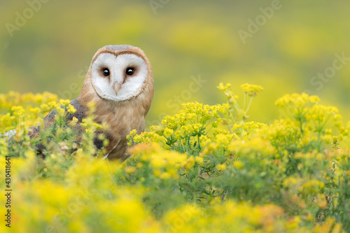 Foto Amazing portrait of Barn owl wrapped by flowers (Tyto alba)