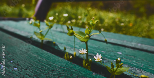 Small new flowers are growing through the bench.