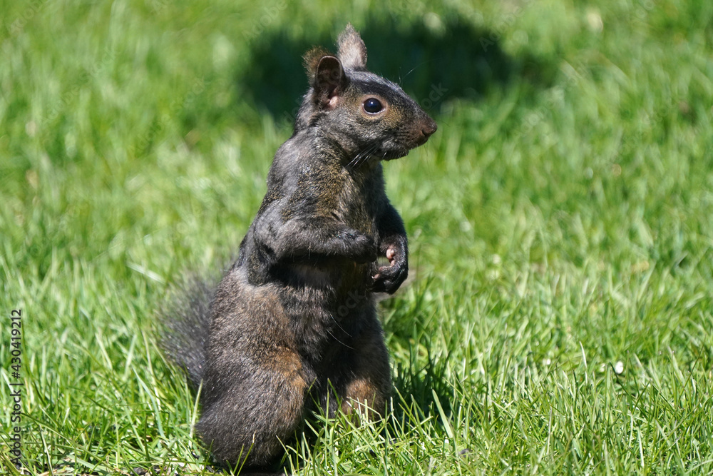 Black shiny squirrel shedding and shabby looking in spring sun on back yard in fresh spring grass
Black shiny squirrel shedding and shabby looking in spring sun on back yard in fresh spring grass