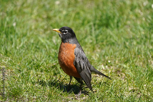 Male Robin standing erect on spring fresh green grass on lawn 