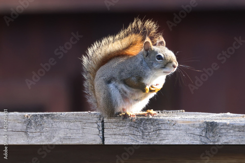 Mother red squirrel along fence with backlit tail on spring day