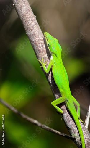 Green Anole Lizard in Florida