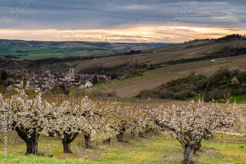 Caché par ses cerisiers Irancy dans l'yonne photo