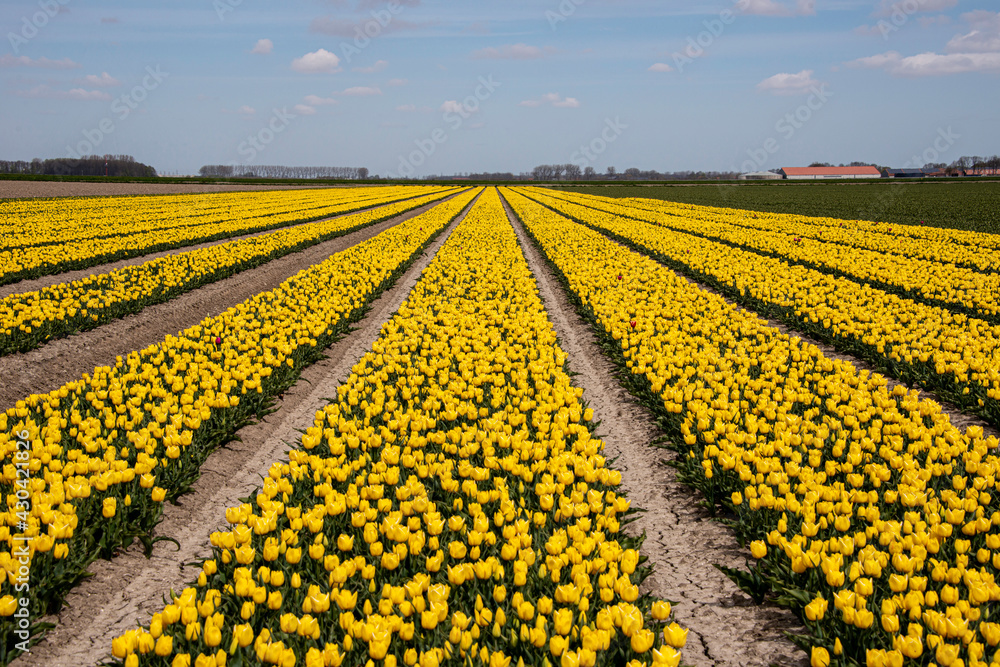yellow tulip field