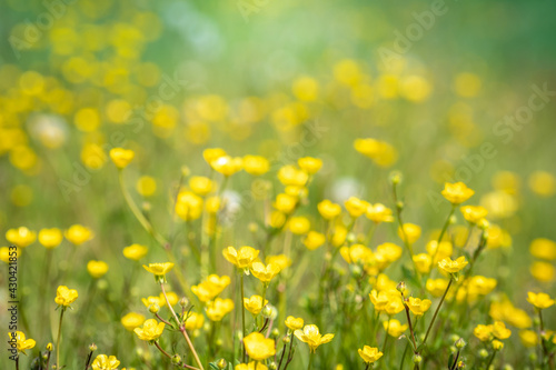 Fototapeta Naklejka Na Ścianę i Meble -  Beautiful view of a countryside with flower meadows and green hills in background. Spring in the country with nature all around. Outdoors, summer, natural, concept. Crocodile view of yellow flowers.
