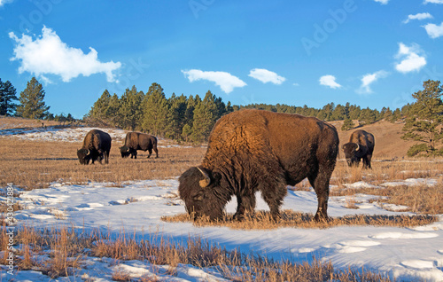 Bison herd also called buffalo closeup grazing on snowy meadow at sunrise early morning