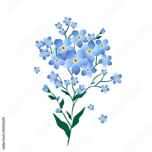 Blue floral illustration with forget-me-not on white background. Blooming botanical clipart isolated.