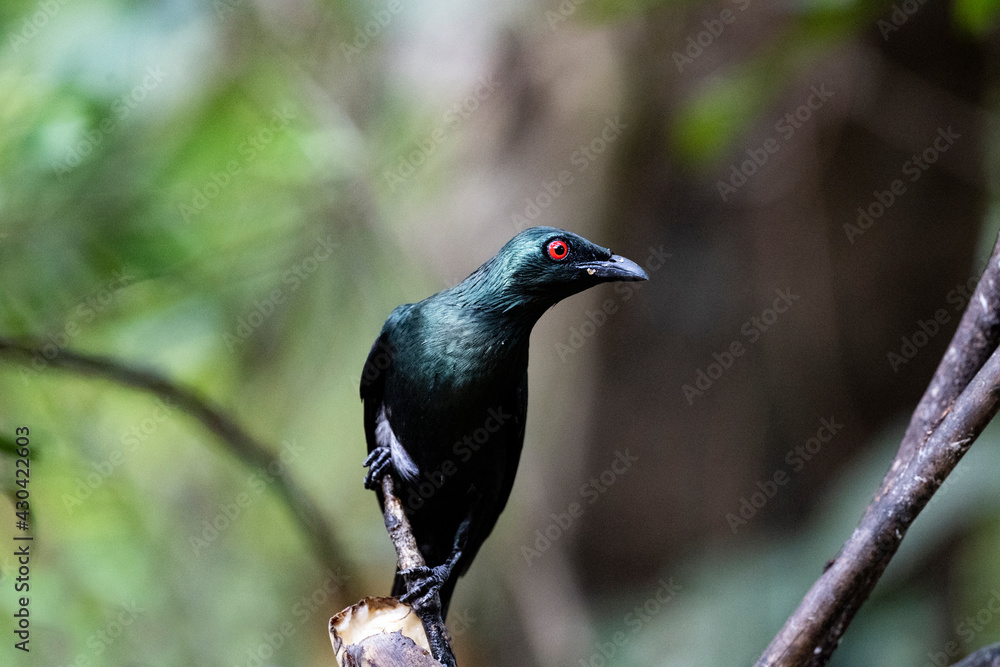 Fototapeta premium Asian Glossy Starling