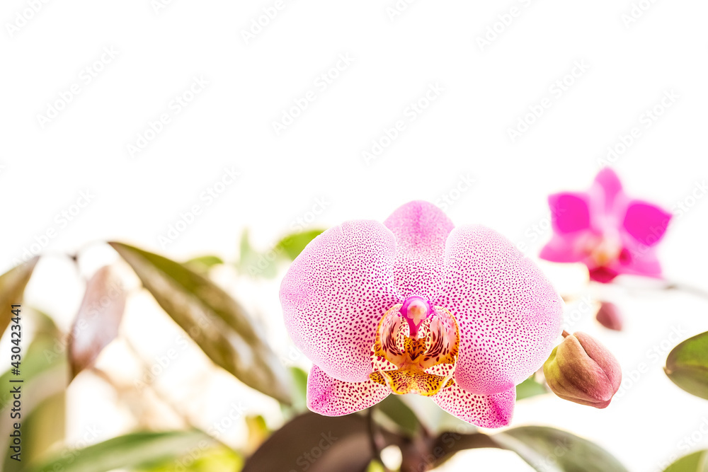 Naklejka premium Phalaenopsis Orchid blooming with a spotted flower
