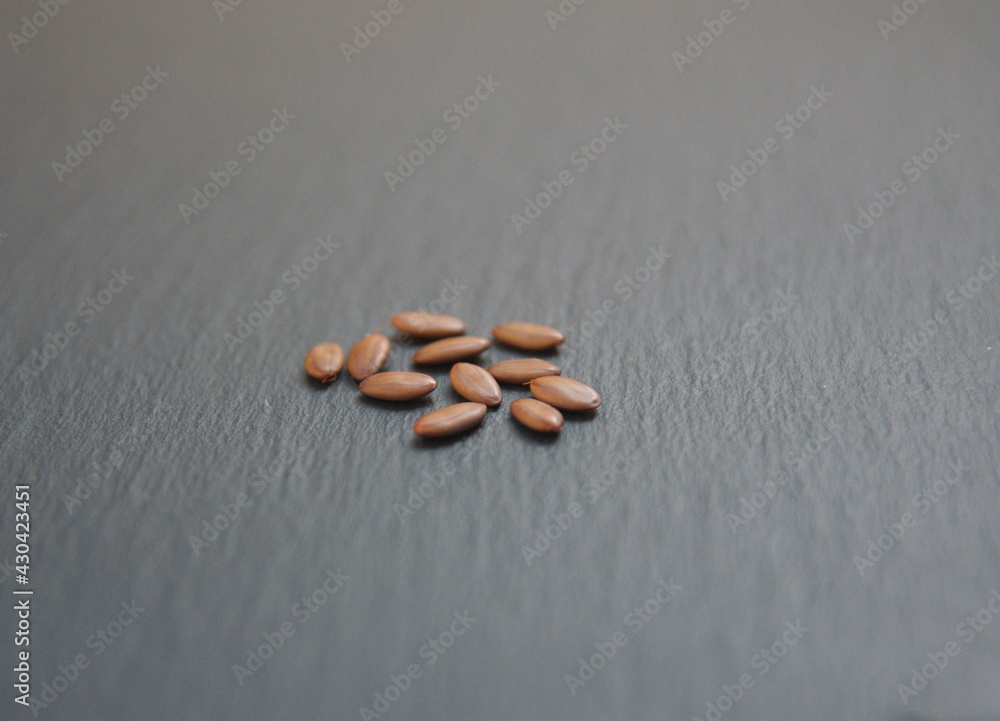 Seeds of Albizia julibrissin, pod of Acacia tree, Persian silk tree, species of tree in the family Fabaceae, native to southwestern and eastern Asia, Lenkoran acacia or bastard tamarind Seeds of Albizia julibrissin, pod of Acacia tree, Persian silk tree, species of tree in the family Fabaceae, native to southwestern and eastern Asia, Lenkoran acacia or bastard tamarind