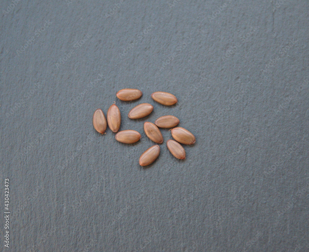 Seeds of julibrissin, pod of Acacia tree, Persian silk tree