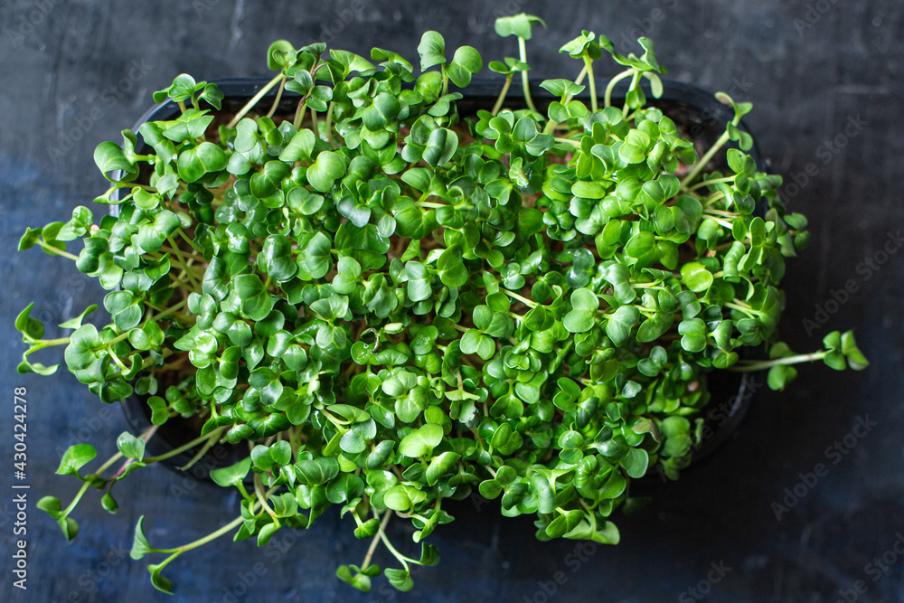 microgreen salad raw eating mustard herbs basil fresh radish cooking snack trend meal copy space food background rustic. top view vegan or vegetarian food microgreen salad raw eating mustard herbs basil fresh radish cooking snack trend meal copy space food background rustic. top view vegan or vegetarian food