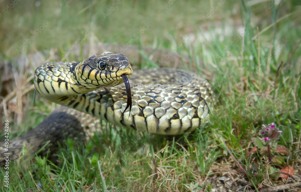 Snake head with forked tongue closeup.