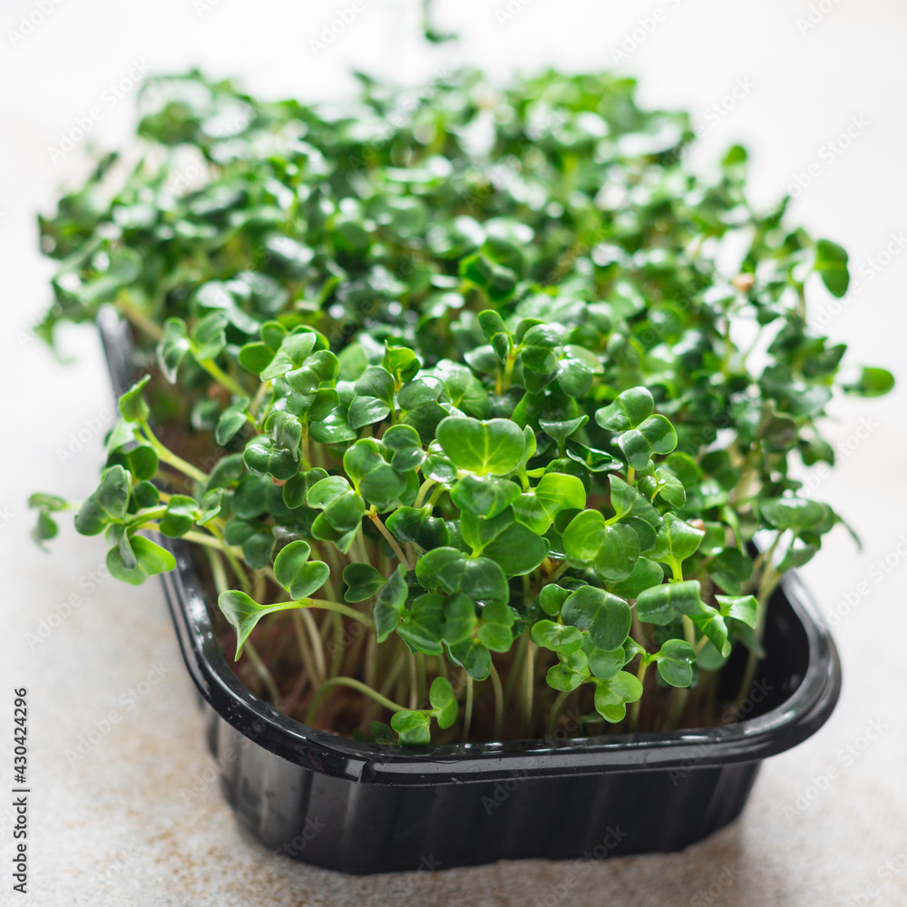 microgreen salad raw eating mustard herbs basil fresh radish cooking snack trend meal copy space food background rustic. top view vegan or vegetarian food microgreen salad raw eating mustard herbs basil fresh radish cooking snack trend meal copy space food background rustic. top view vegan or vegetarian food
