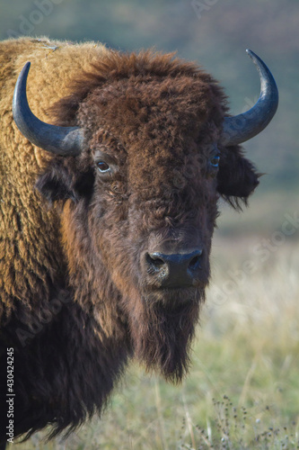 Bison head in sunset colors.