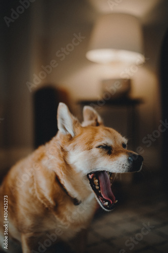 Chihuahua Laughing