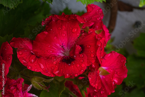 Red mallow flowers after the rain photo