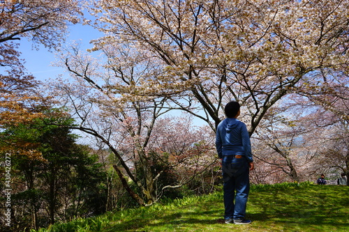 Man looking up sakura cherry blossom. Mount Yoshino in Nara Prefecture, Japan's most famous cherry blossom viewing spot - 日本 奈良 花見をする男性 吉野山の桜