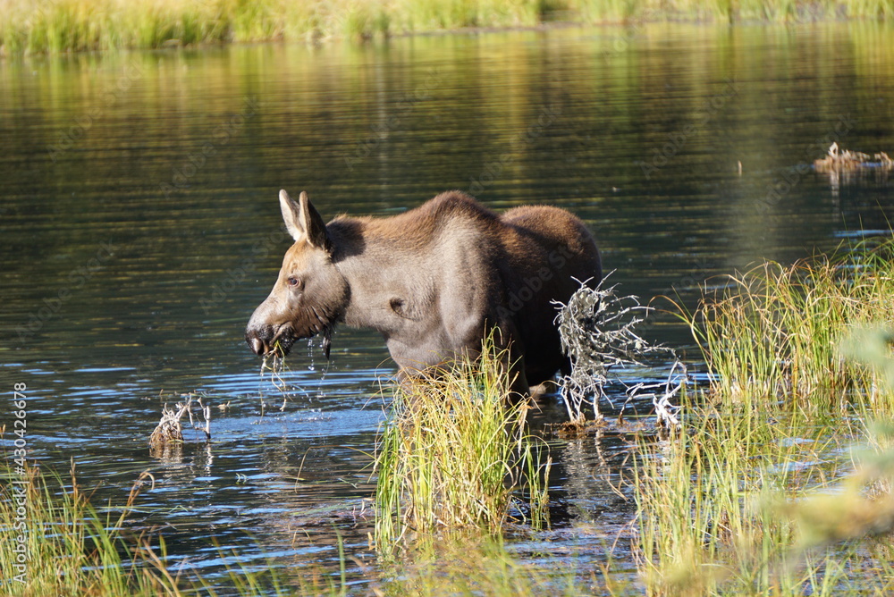 Calf Mosse in water in sunny day, Alaska Calf Mosse in water in sunny day, Alaska