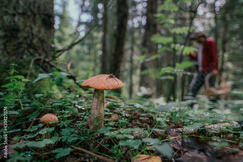 Mushroom picking in season. Edible forest mushrooms, boletus grows in the grass.