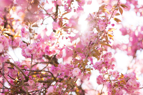 Pinkfarbene Kirschbaumblüte im April