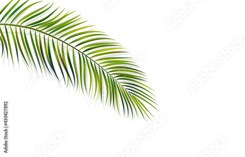 green leaf of palm tree on white background