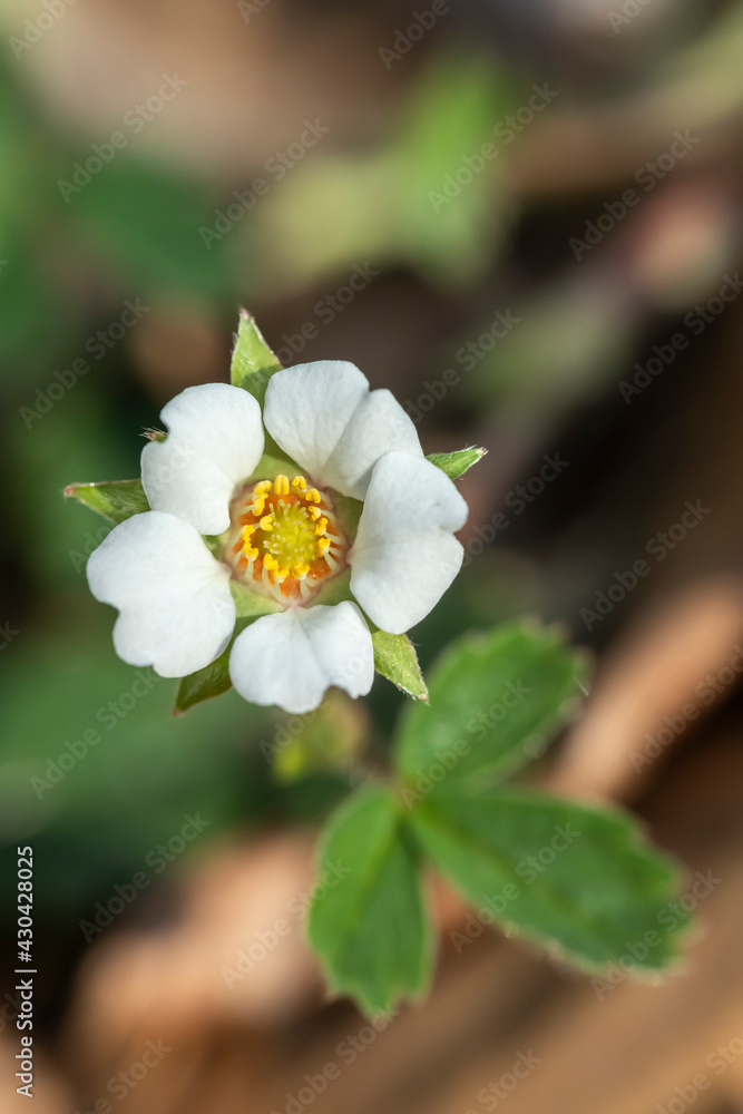 Obraz premium Closeup of a small wild flower blossom