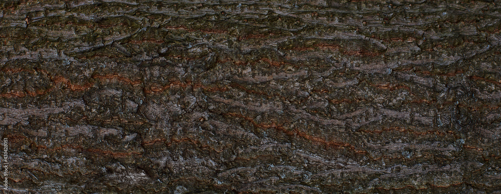 Tree bark texture. Panoramic close-up of dark embossed texture of the bark of old tree background Tree bark texture. Panoramic close-up of dark embossed texture of the bark of old tree background