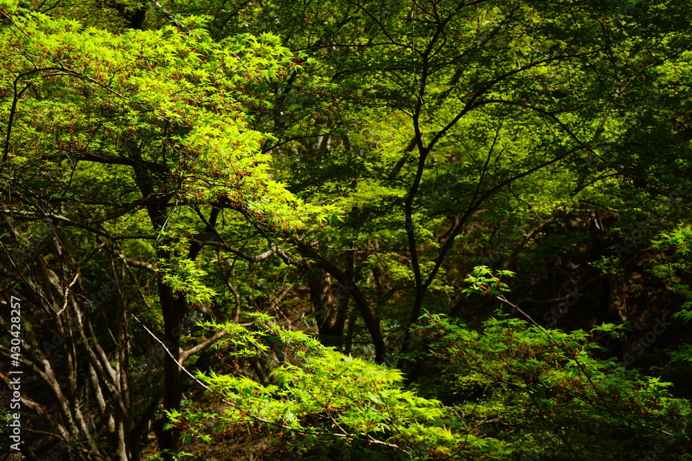 Spring fresh green maple (momiji) on Yoshino-yama, in Nara prefecture, Japan - 新緑のもみじ 吉野山 日本 奈良 Spring fresh green maple (momiji) on Yoshino-yama, in Nara prefecture, Japan - 新緑のもみじ 吉野山 日本 奈良