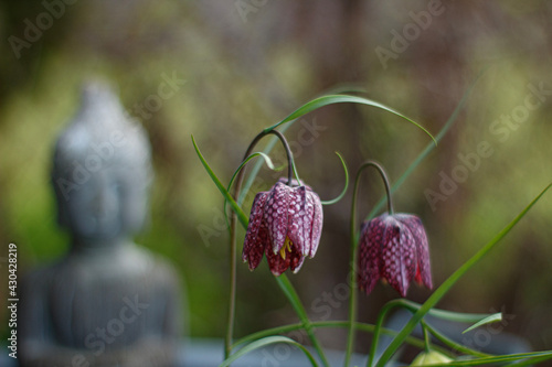 Schachbrettblume. Ganz entspannt
