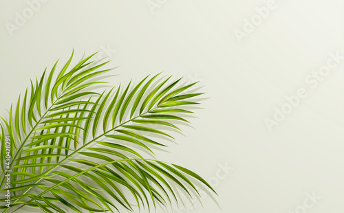 green leaf of palm tree on gray background