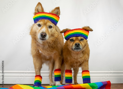 Two cute dogs wearing rainbow pride outfits