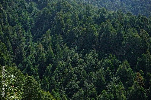 Tableau sur toile Spring Fresh Green Cedar Tree or Yoshino-sugi on Yoshino-yama in Nara, Japan - 日