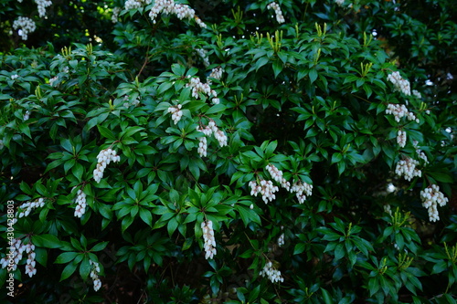 Fotografiet White Little Flowers, Japanese Andromeda or Pieris japonica - アセビ 馬酔木 白い花