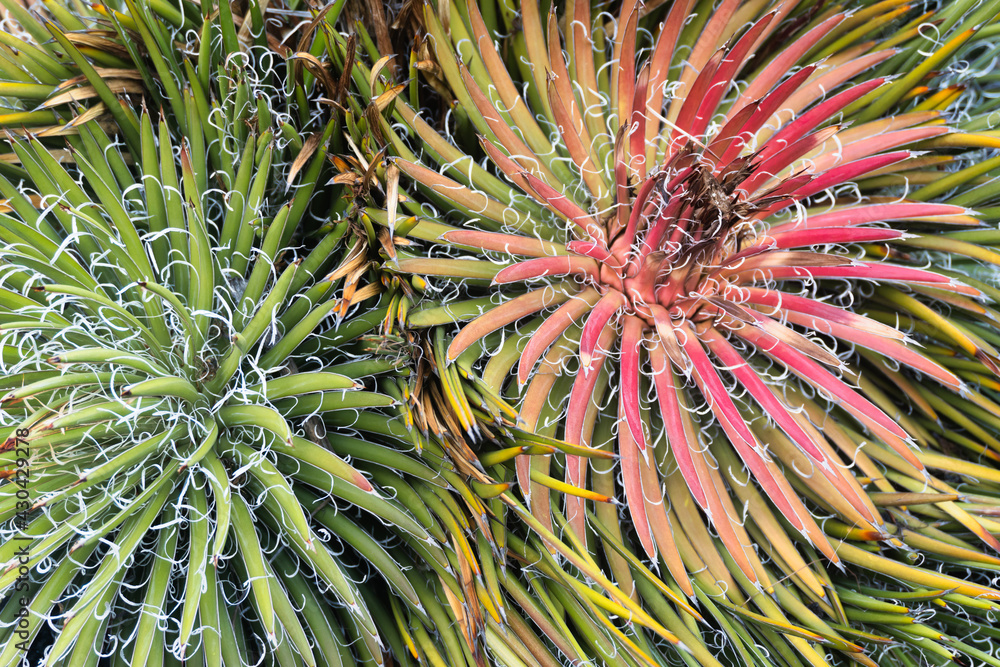 close up of a cactus close up of a cactus