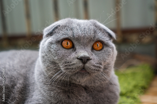 gray british fold cat with brown eyes lies on the floor