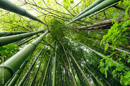 Large bamboo under temperate climate