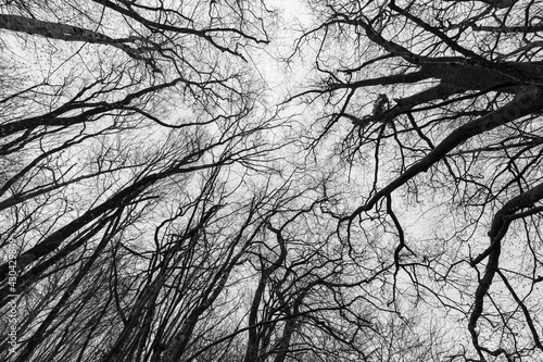 Winter forest branches