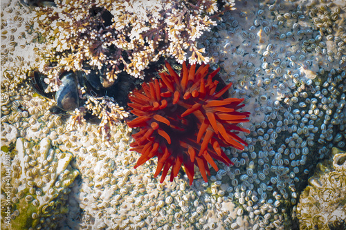 Beadlet anemone with opened tentacles