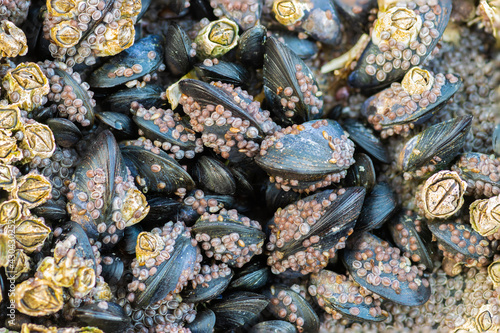 Fototapeta Naklejka Na Ścianę i Meble -  Closeup of baby mussels covered in barnacles