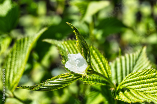 Foto Jetbead blossom and serrated leaves