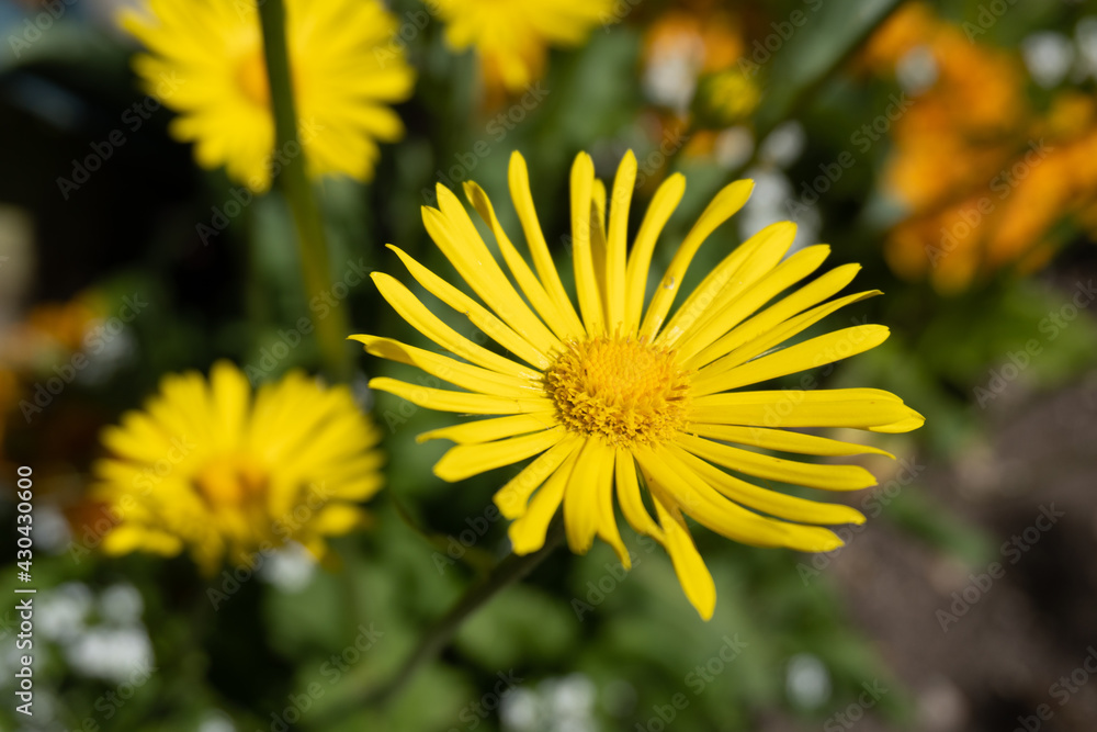 Yellow Daisy in bloom Yellow Daisy in bloom