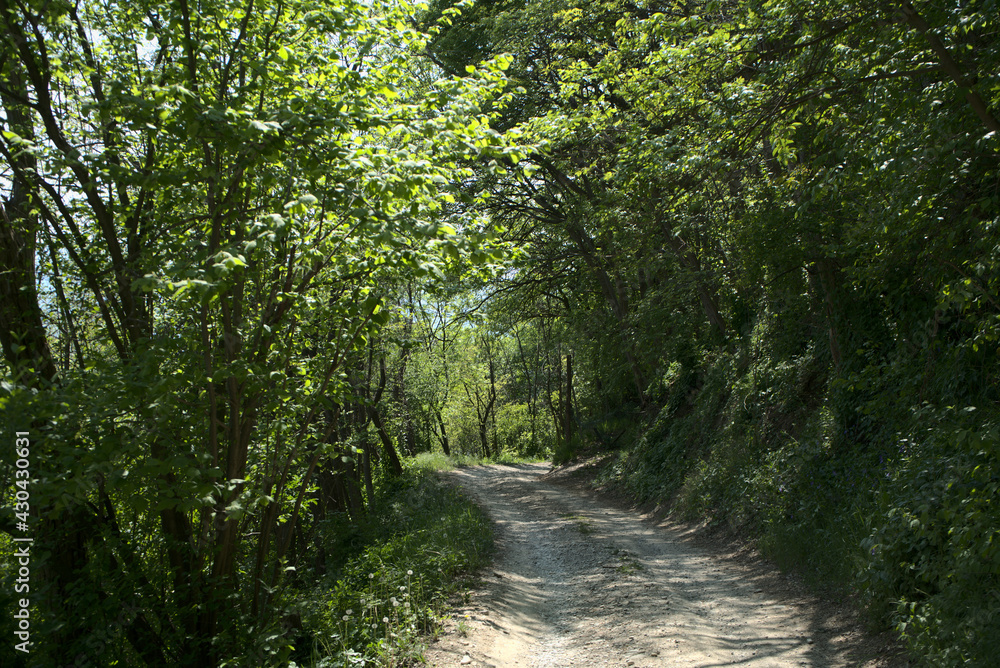 Obraz premium tree tunnel
