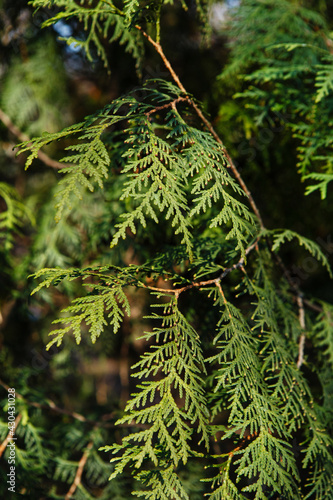 Cypress or thuja arbor vitae, conifer tree branches texture. Cypress green foliage background pattern.  Green leaves of thuja or arborvitae photo