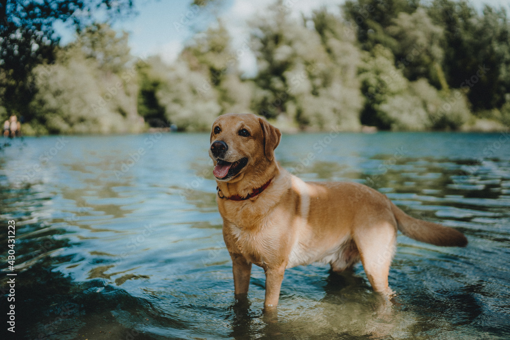 Dog at a lake