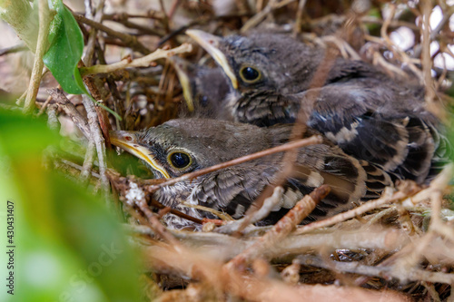 Juvenile baby Northern Mockingbirds in a bird nest in a ficus tree found near residence in Coral Springs South Florida in Broward County near Miami Dade, Palm Beach and Everglades National Park.