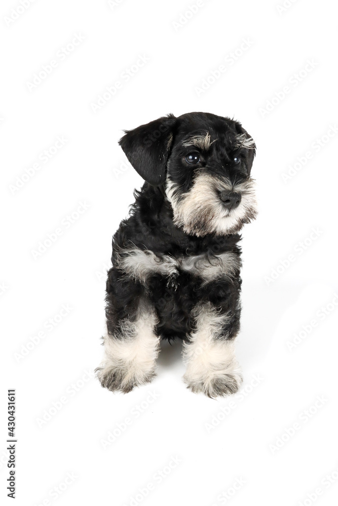 schnauzer puppy schnauzer puppy