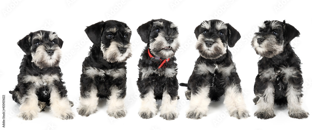 Fototapeta premium group of miniature schnauzer puppy isolated on white