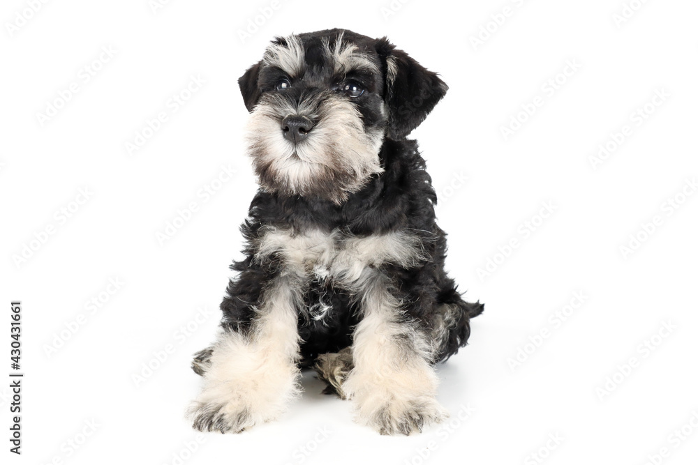 schnauzer puppy isolated on white