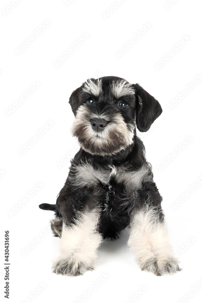 black and white schnauzer puppy